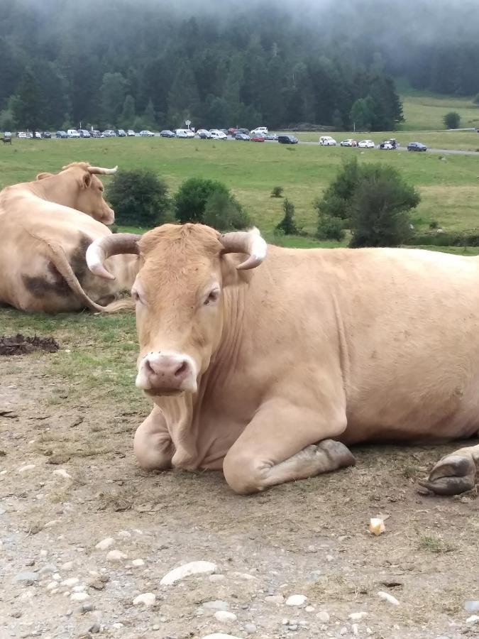 Gite Cosy Lac De Payolle Campan Eksteriør bilde